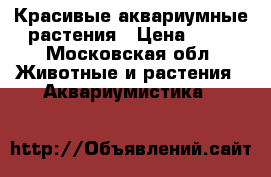 Красивые аквариумные растения › Цена ­ 50 - Московская обл. Животные и растения » Аквариумистика   